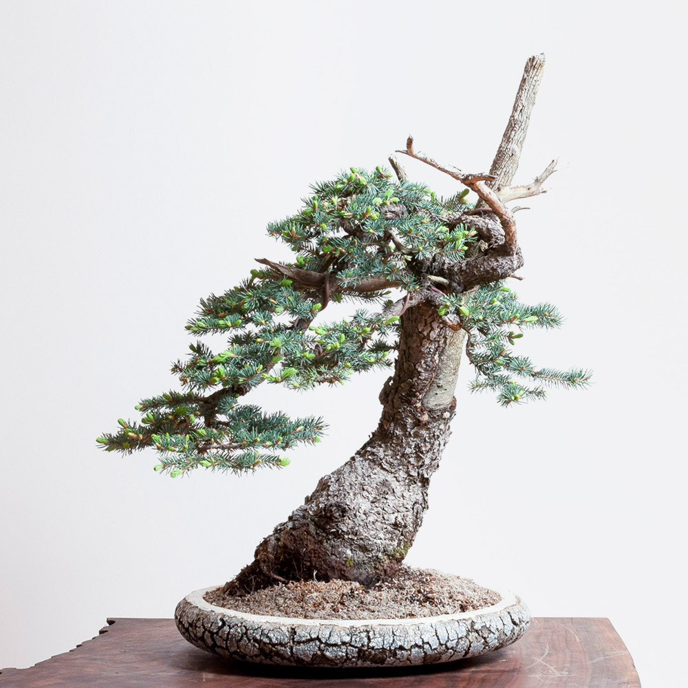 horst_heinzelreiter_ceramic_bonsai_blue_spruce