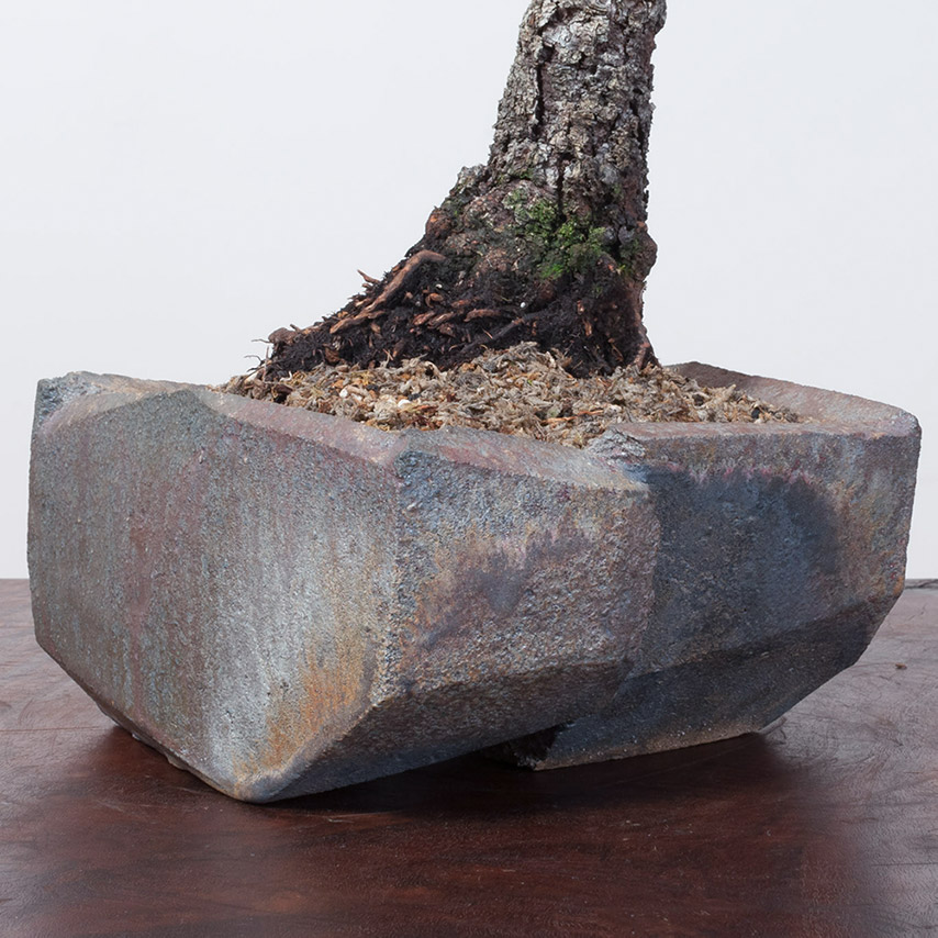 Jonathan_Cross_bonsai_Ceramic_mirai