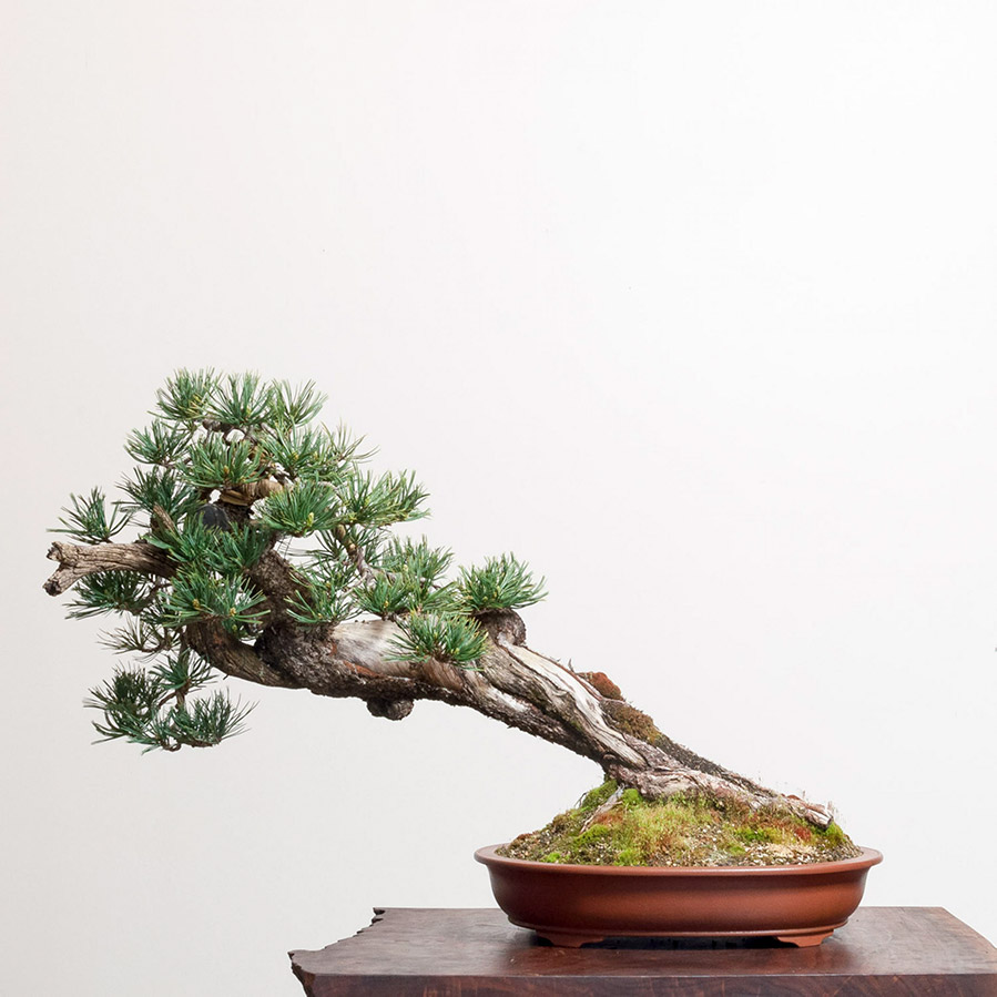 limber_pine_bonsai