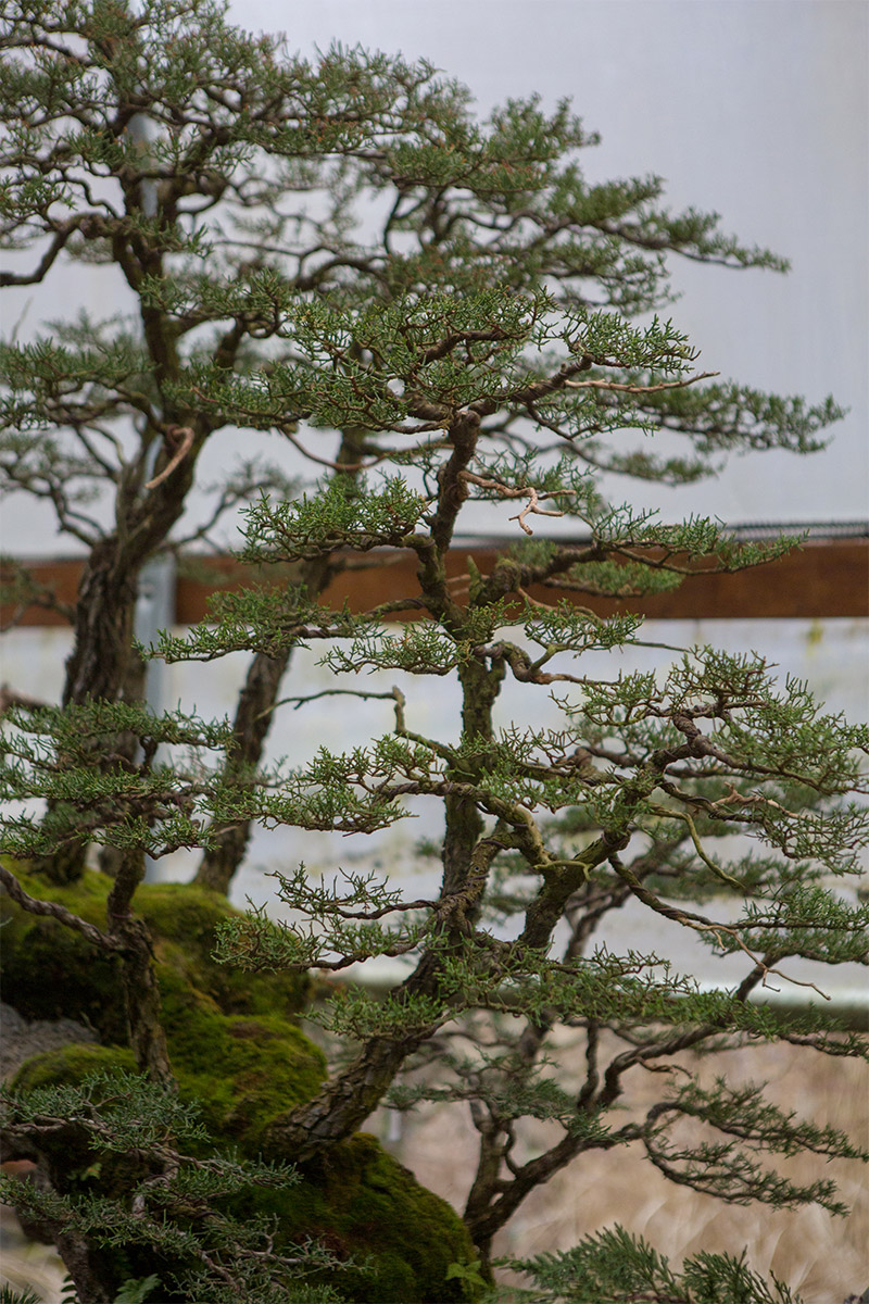 pygmy_cypress_forest_pacific_coast_bonsai