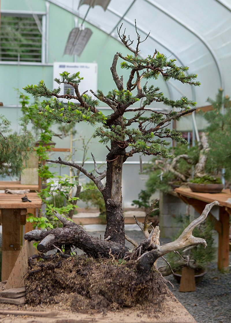 spruce_bonsai_repot_mirai