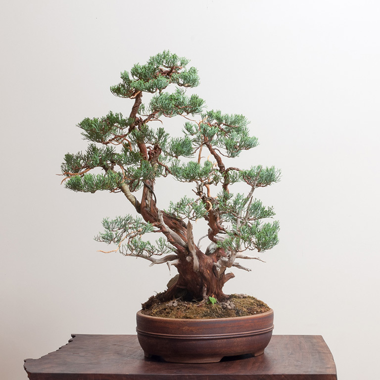 juniper_bonsai_mirai
