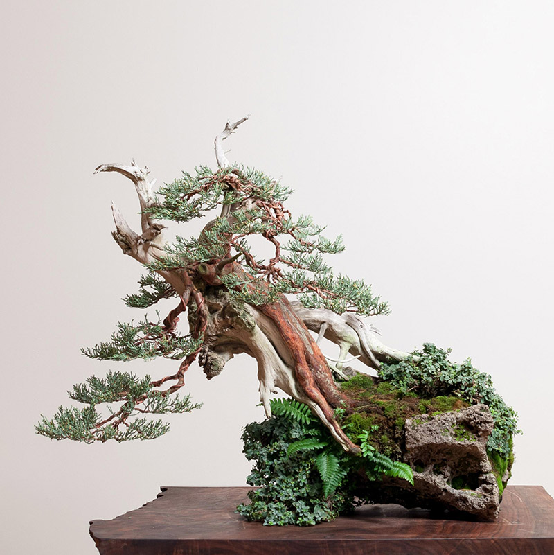 Sierra_juniper_bonsai