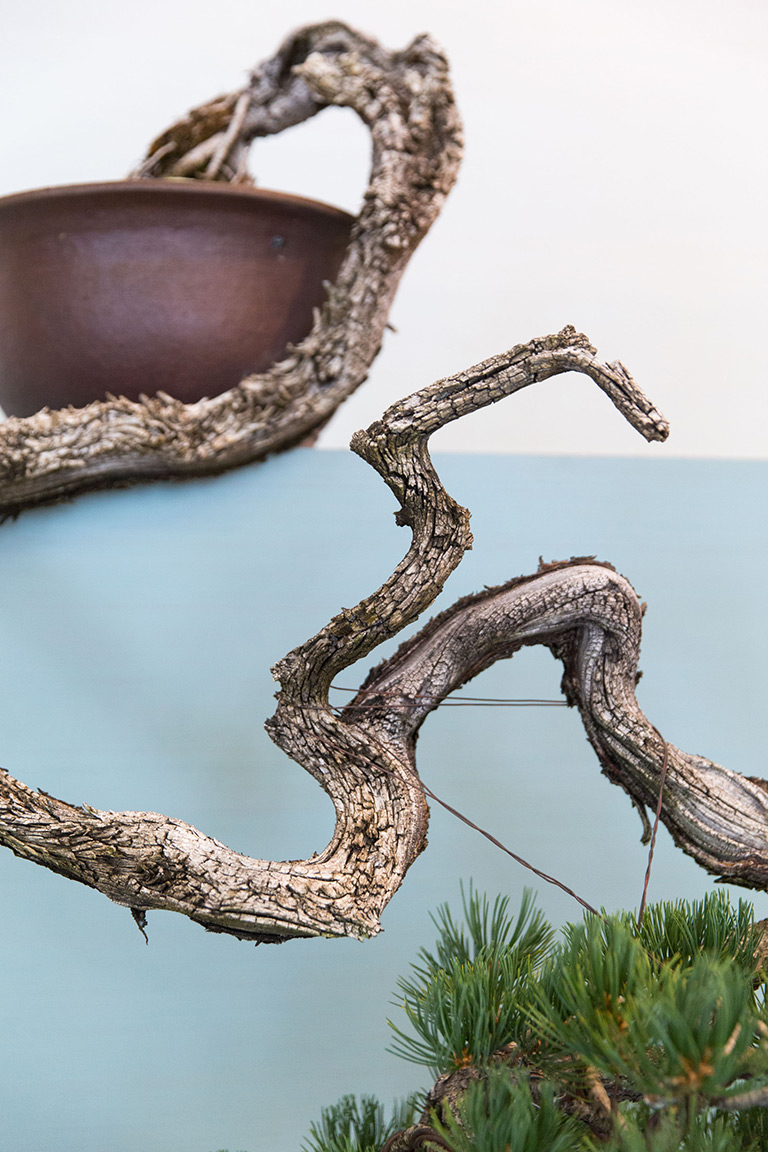 pine_bonsai_display_portland_oregon 