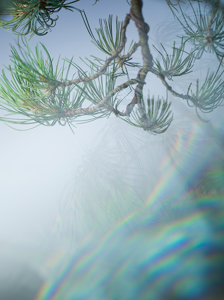bonsai_arthur_hitchcock_spectrum_pine