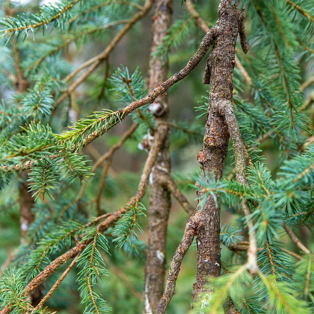 spruce_bonsai