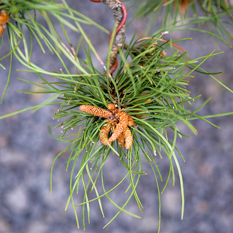 Ponderosa_pine_bonsai_foliage_mirai