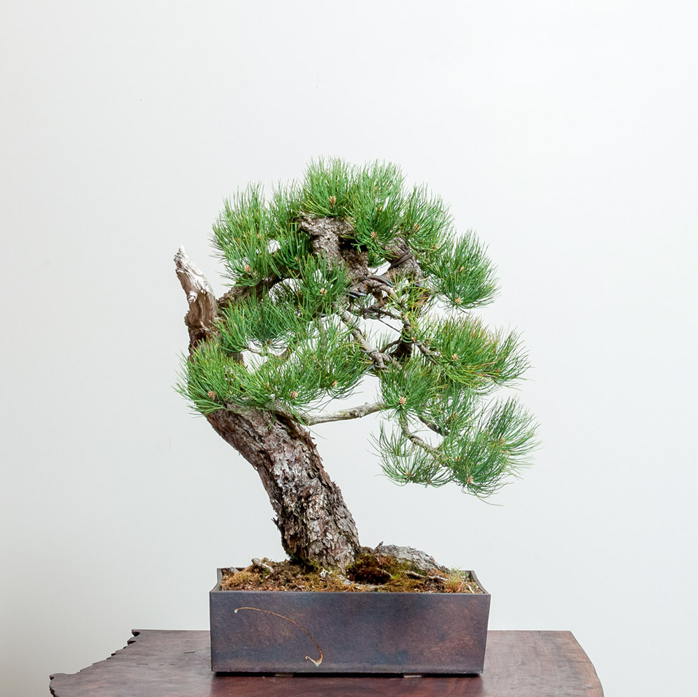 ponderosa_pine-bonsai