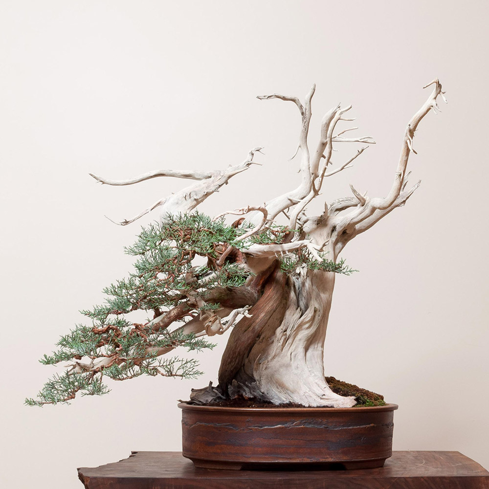 sierra_juniper_bonsai_mirai_juniperus_occidentalis_subsp_australis