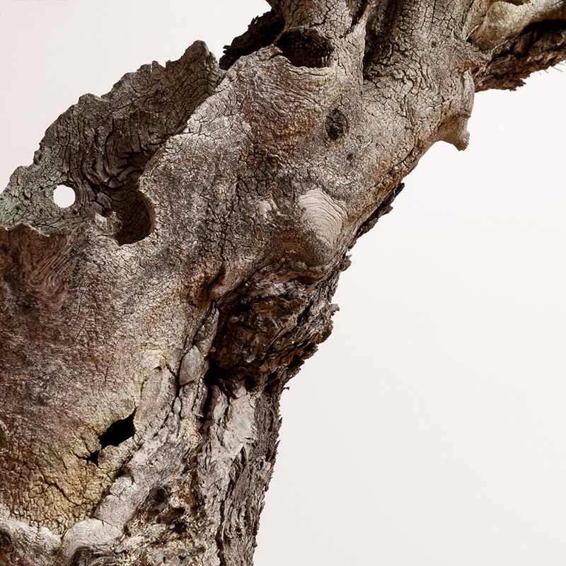 Doug-fir_trunk-detail_bonsai_mirai