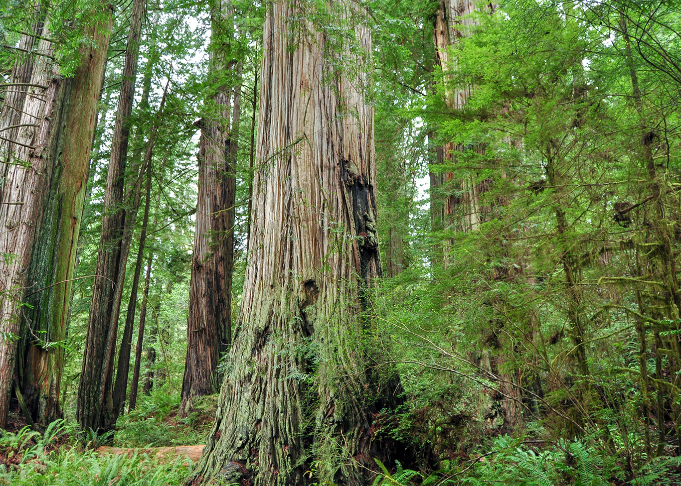 coastal_redwood_Tree_forest