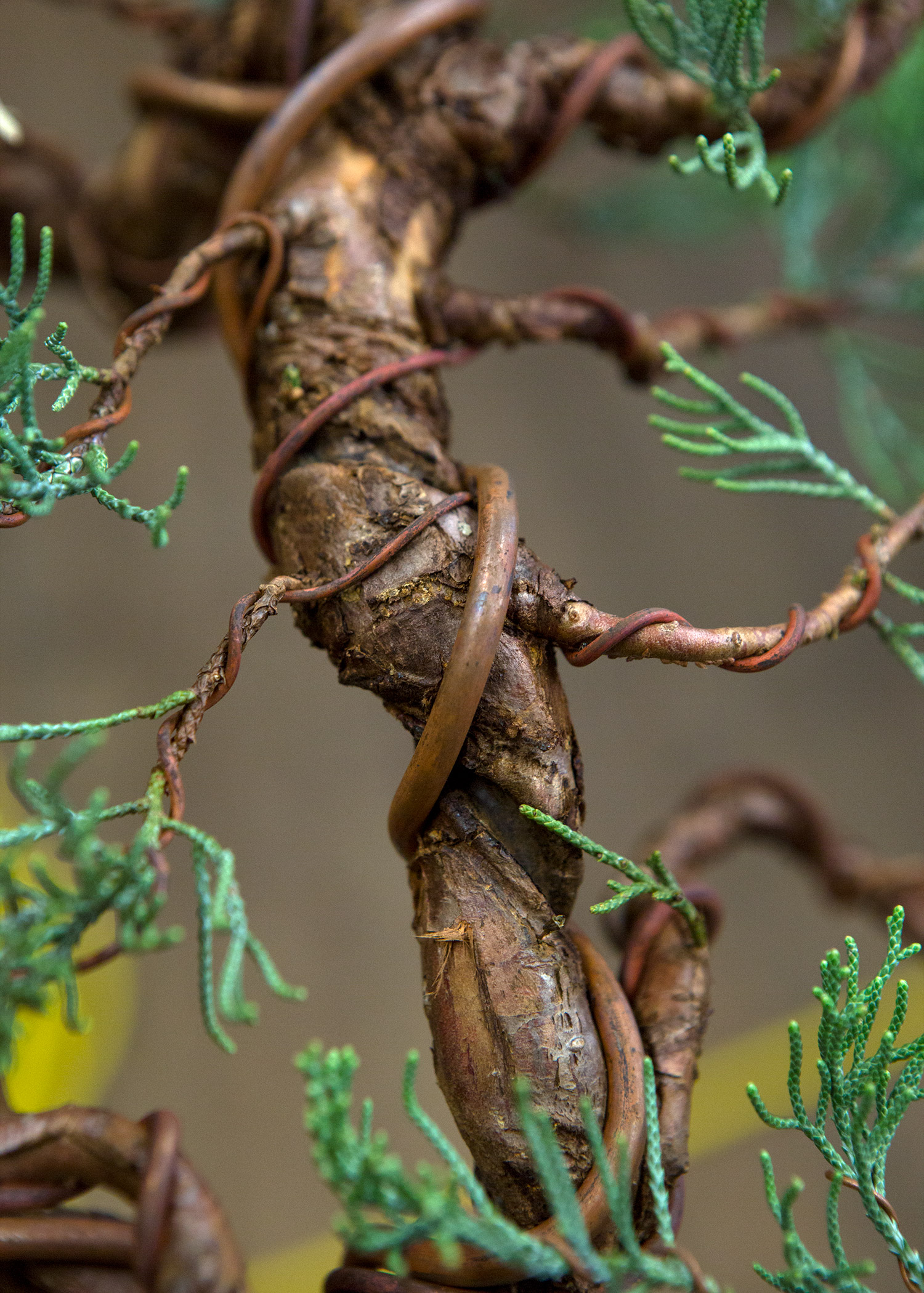 copper_wire_bonsai_juniper