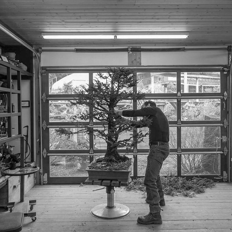 pruning_bonsai-mirai