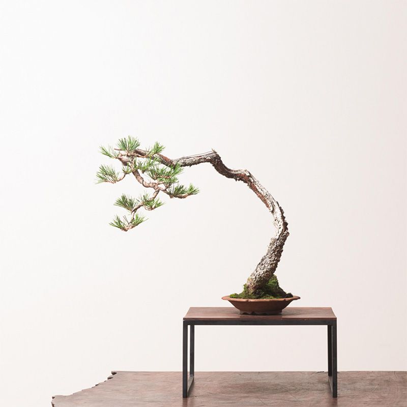 Wiring Guides Archives - Bonsai Trees for Sale UK