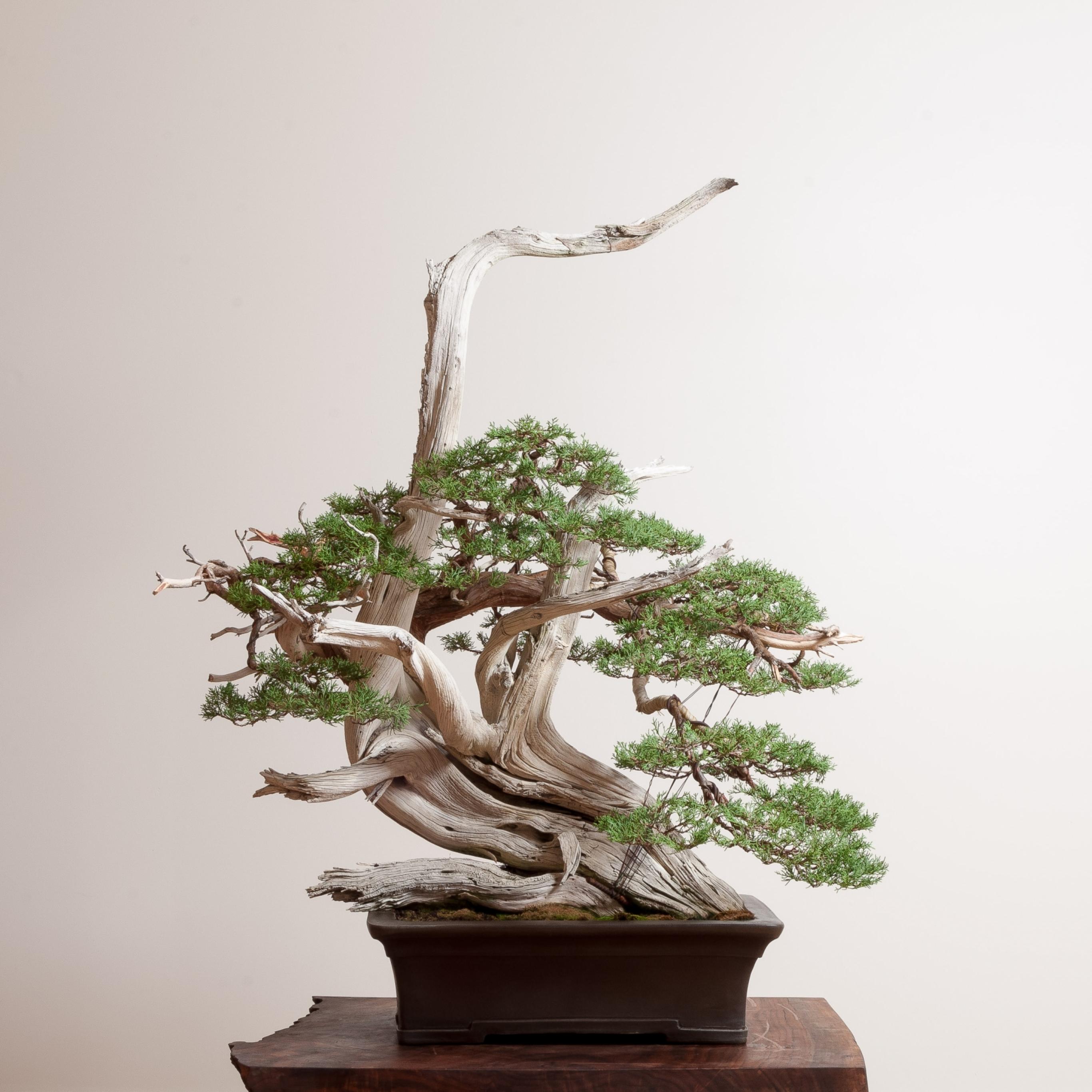 The Ultimate Guide to Bonsai Trees for the Bonsai-Curious