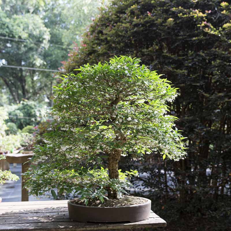Bonsai Wire Art: A Guide to Bonsai Styles for Every Skill Level