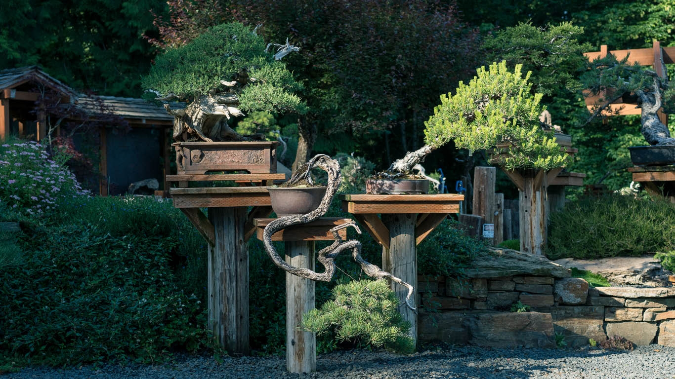 Growing on You: The blog about Bonsai, Gardens, Birds and Nature