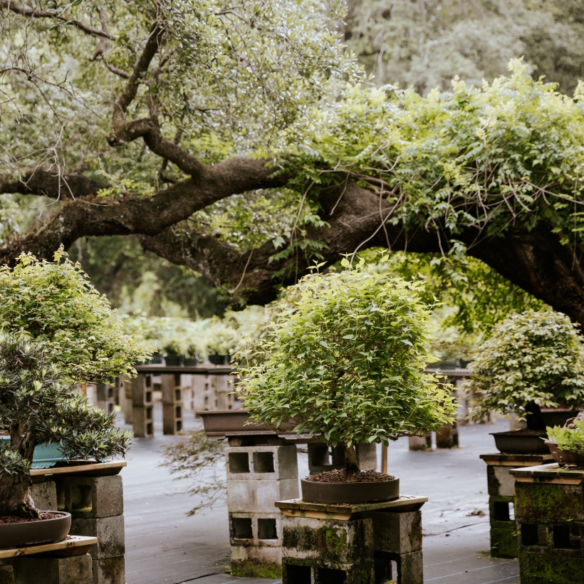 tropical bonsai trees