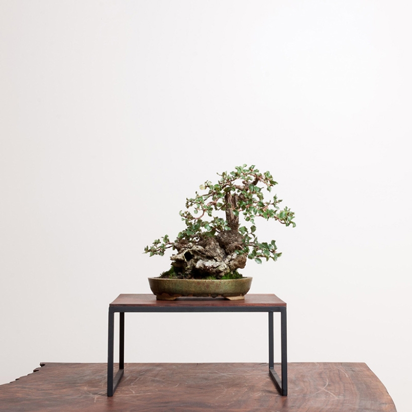 coast-live-oak-bonsai-care-1