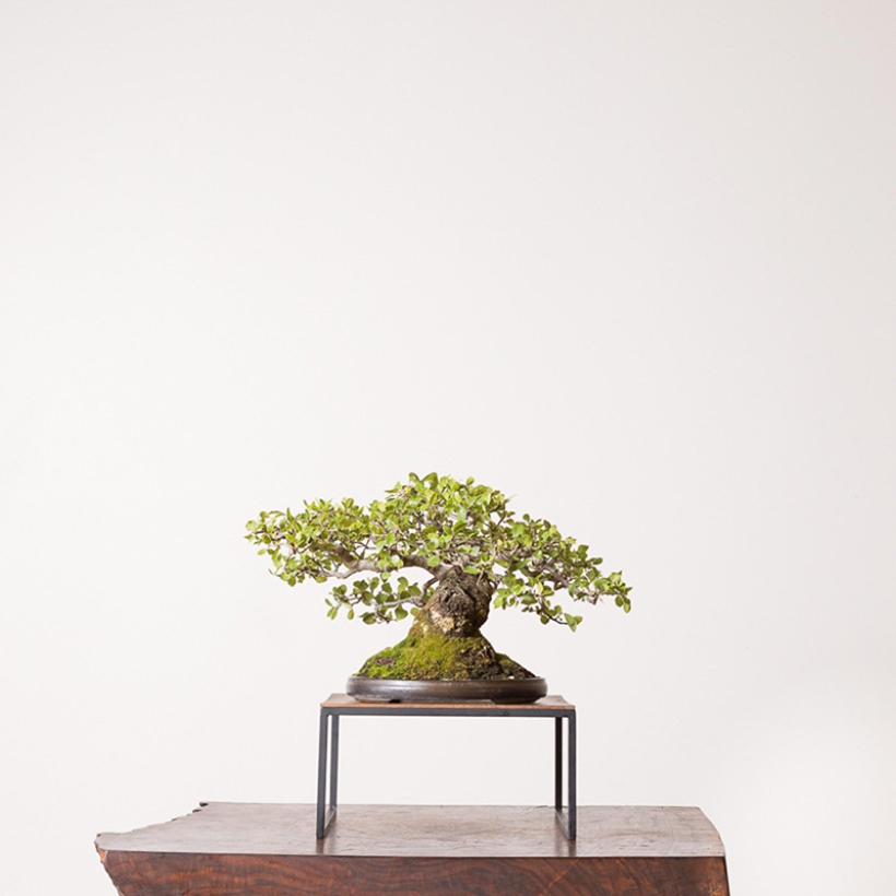 coast-live-oak-bonsai-care-2