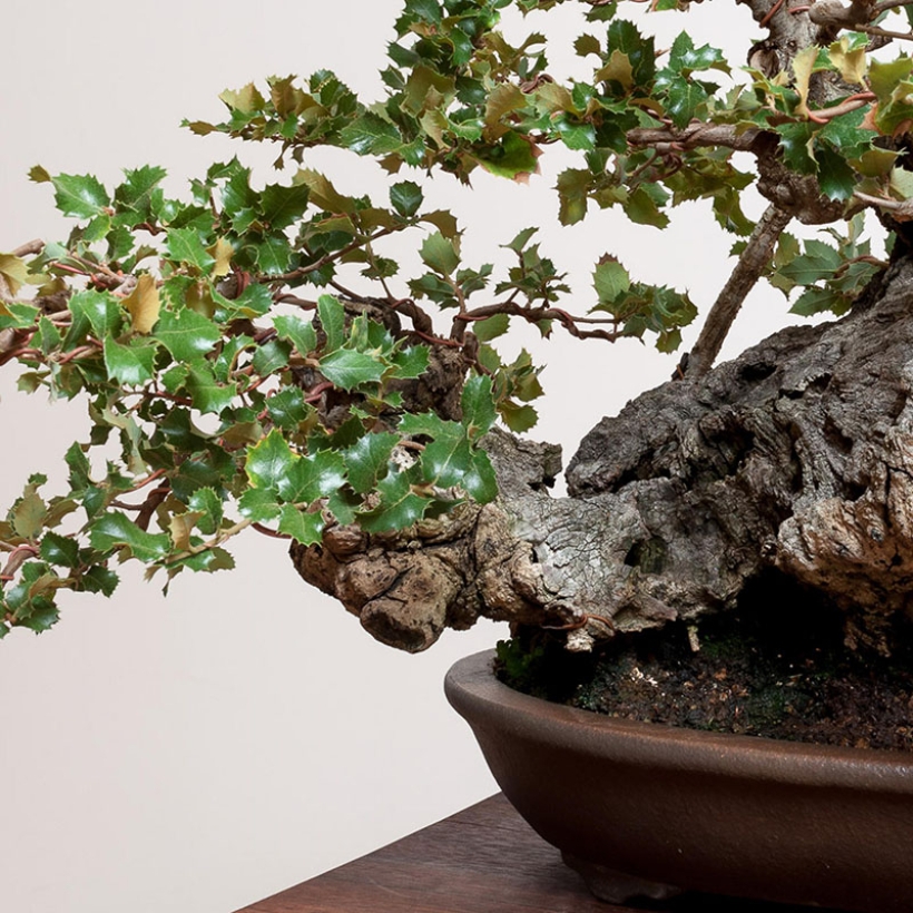 coast-live-oak-bonsai-care