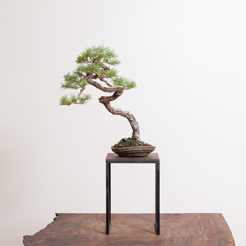 japanese-red-pine-bonsai-care-1