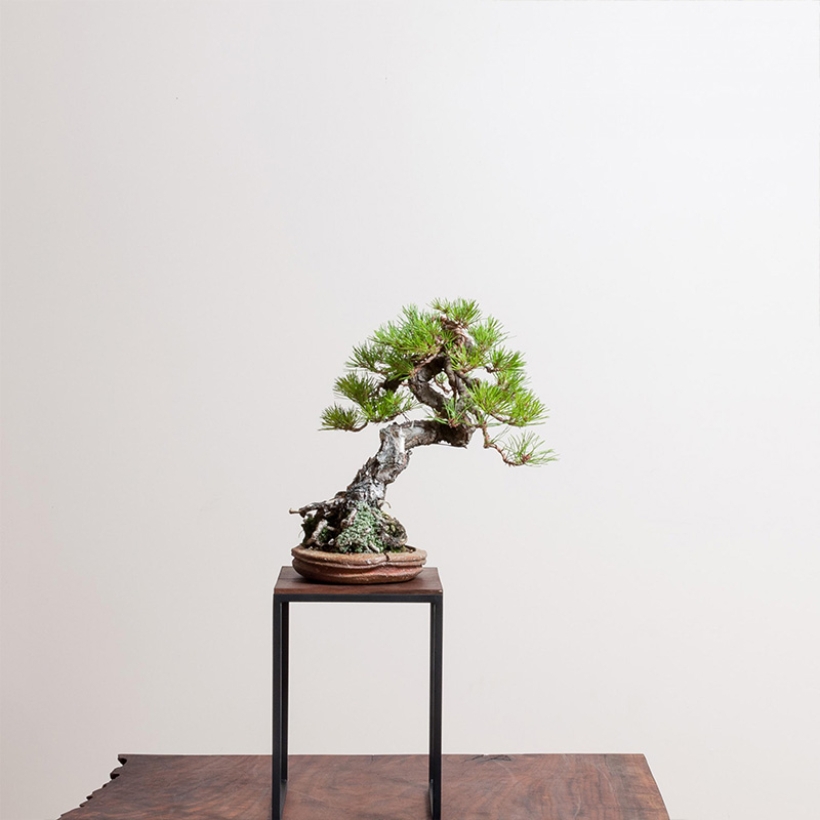 japanese-red-pine-bonsai-care-2