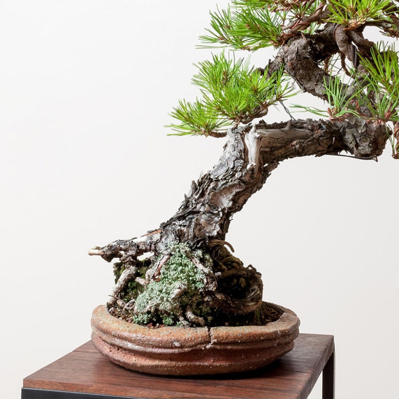 japanese-red-pine-bonsai-care