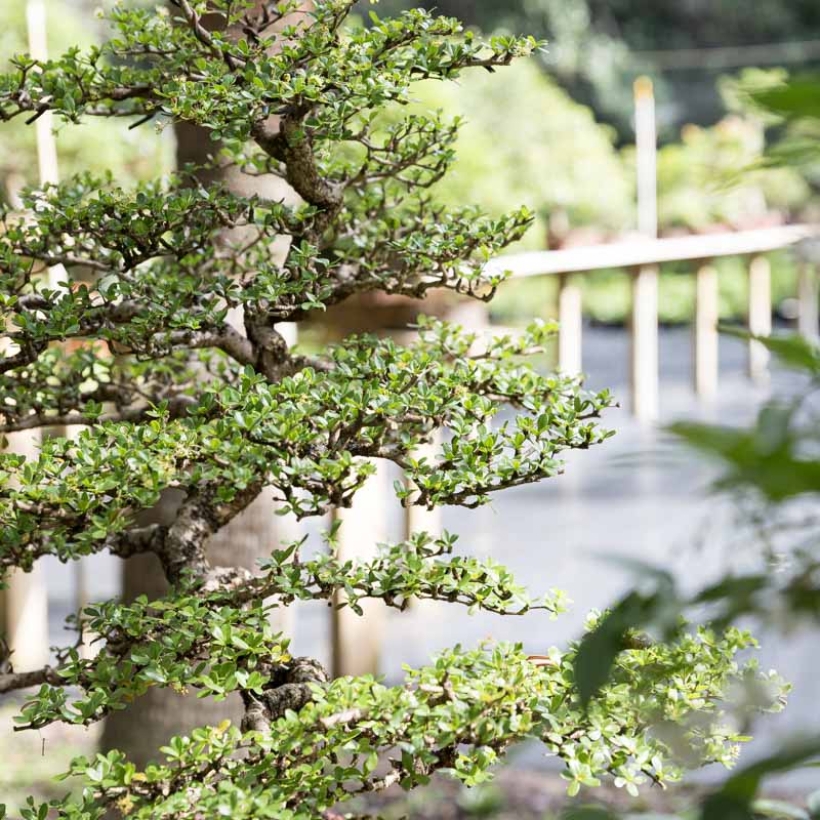 dwarf-black-olive-bonsai-page