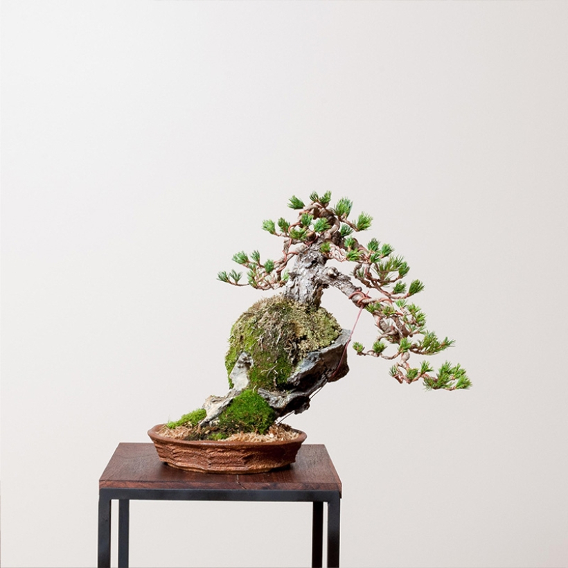 japanese white pine bonsai