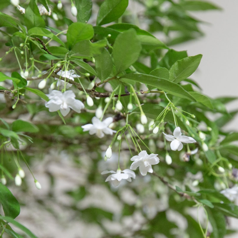 water-jasmine-bonsai-page